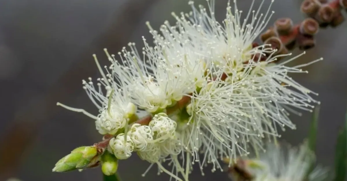 Nioli Yağı Nedir Doğadan Gelen Bu Güçlü Yağ Gerçekten Nelere İyi Geliyor Mu (5)