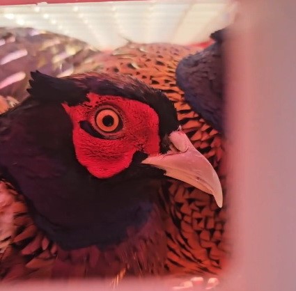 Ordu’da Doğaya 200 Sülün Salındı (3)