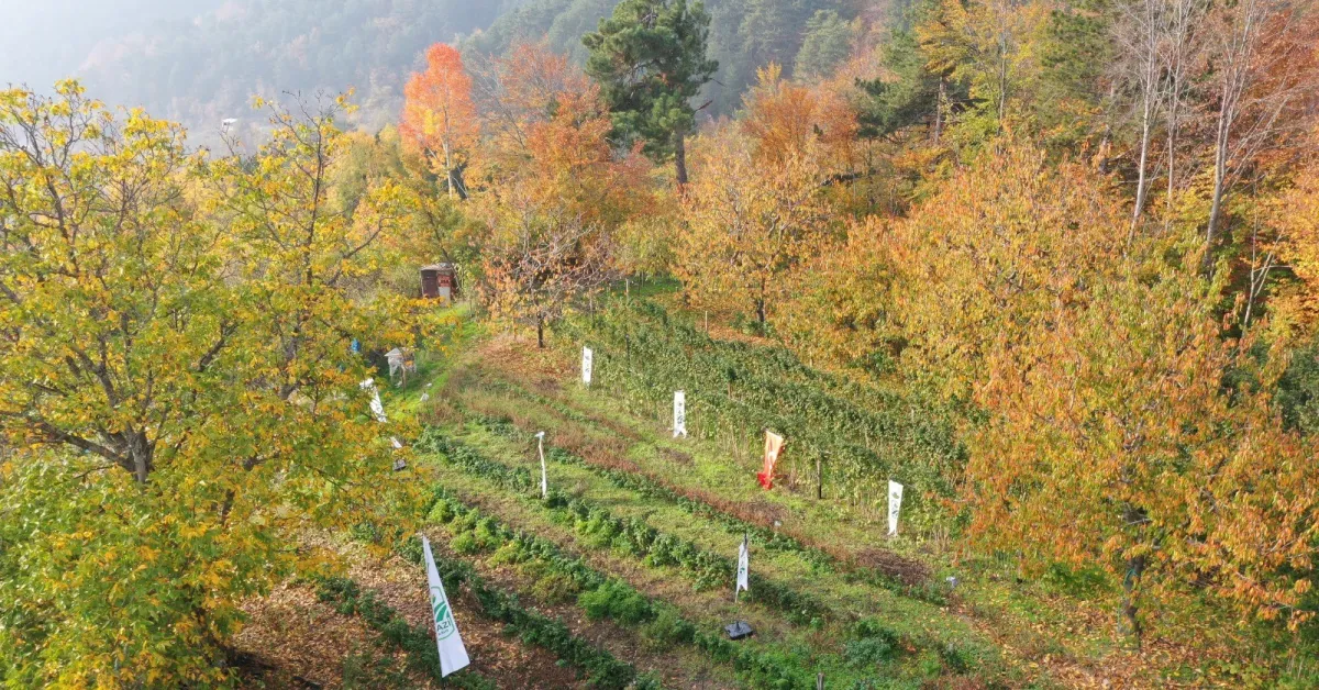 Osmangazi’de Organik Ahududu Hasadı Başladı (2)
