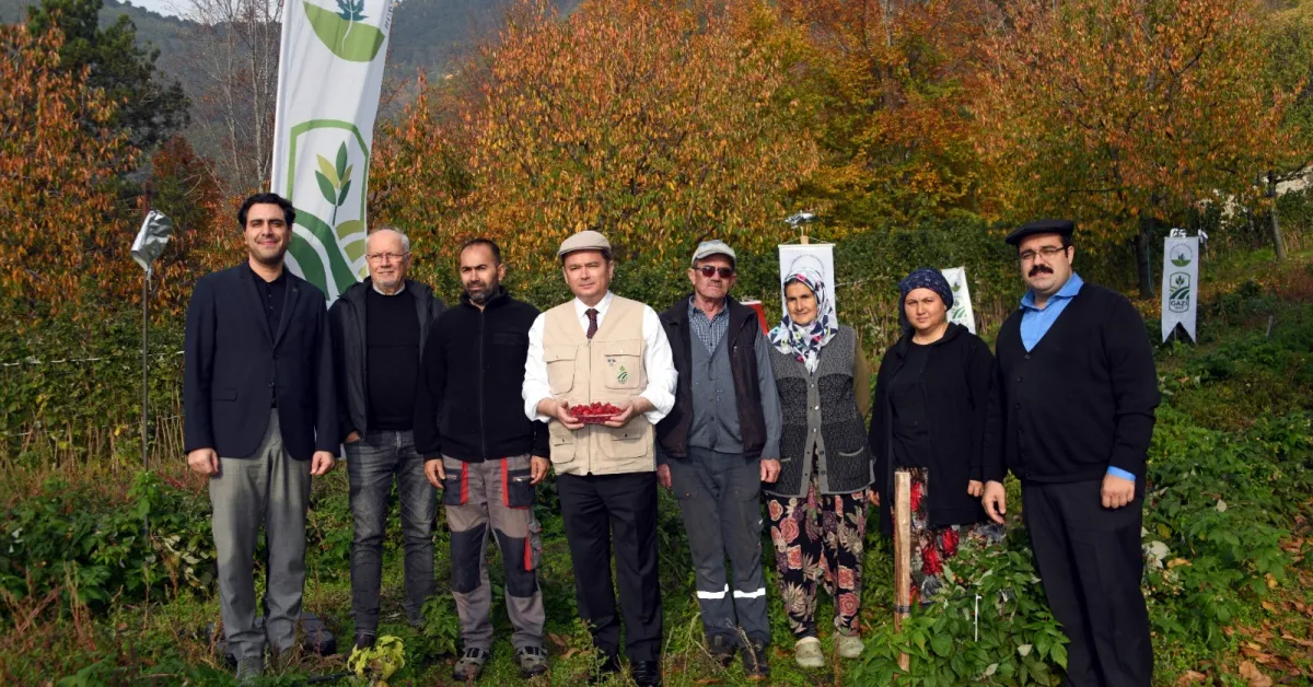 Osmangazi’de Organik Ahududu Hasadı Başladı (3)