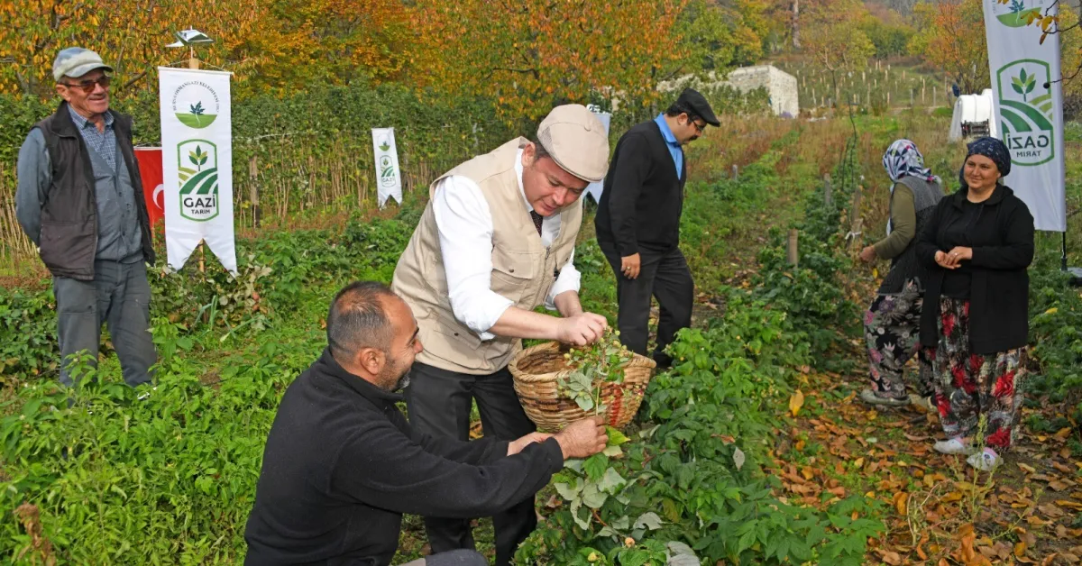Osmangazi’de Organik Ahududu Hasadı Başladı (4)