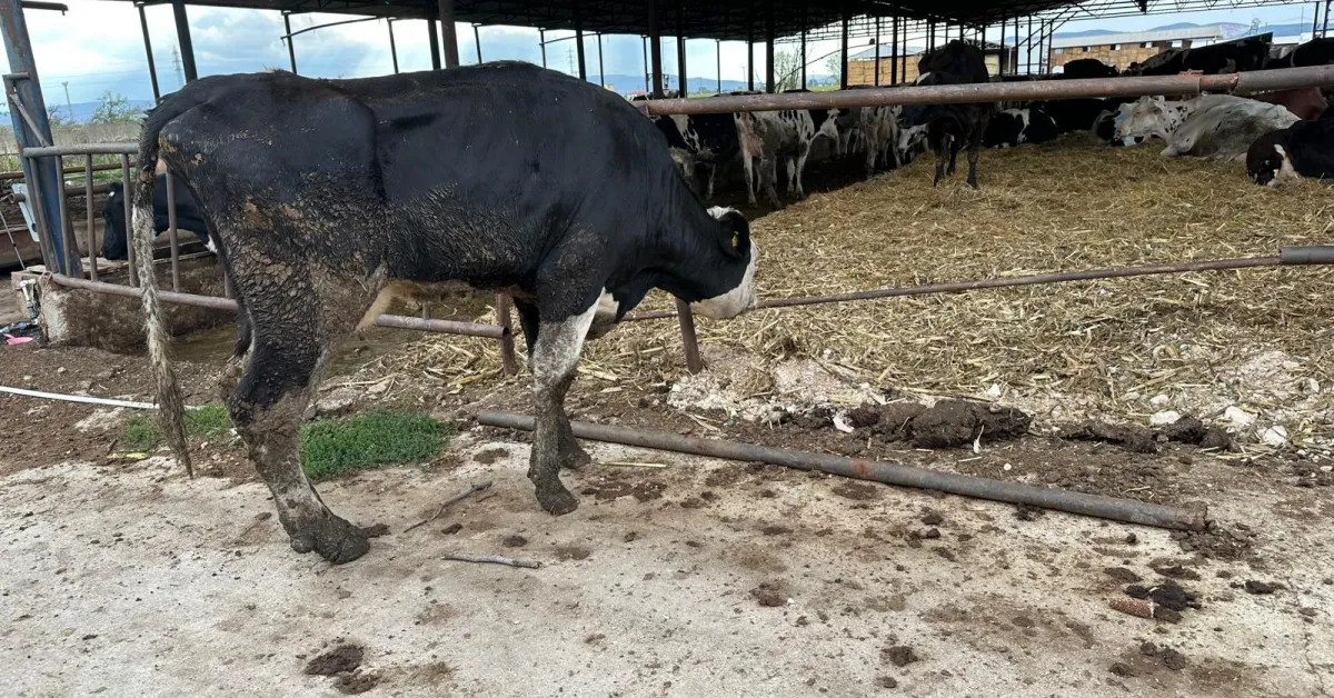 Prof. Dr. Şentürk Şap Virüsü Yeni Varyantlara Evriliyor (2)