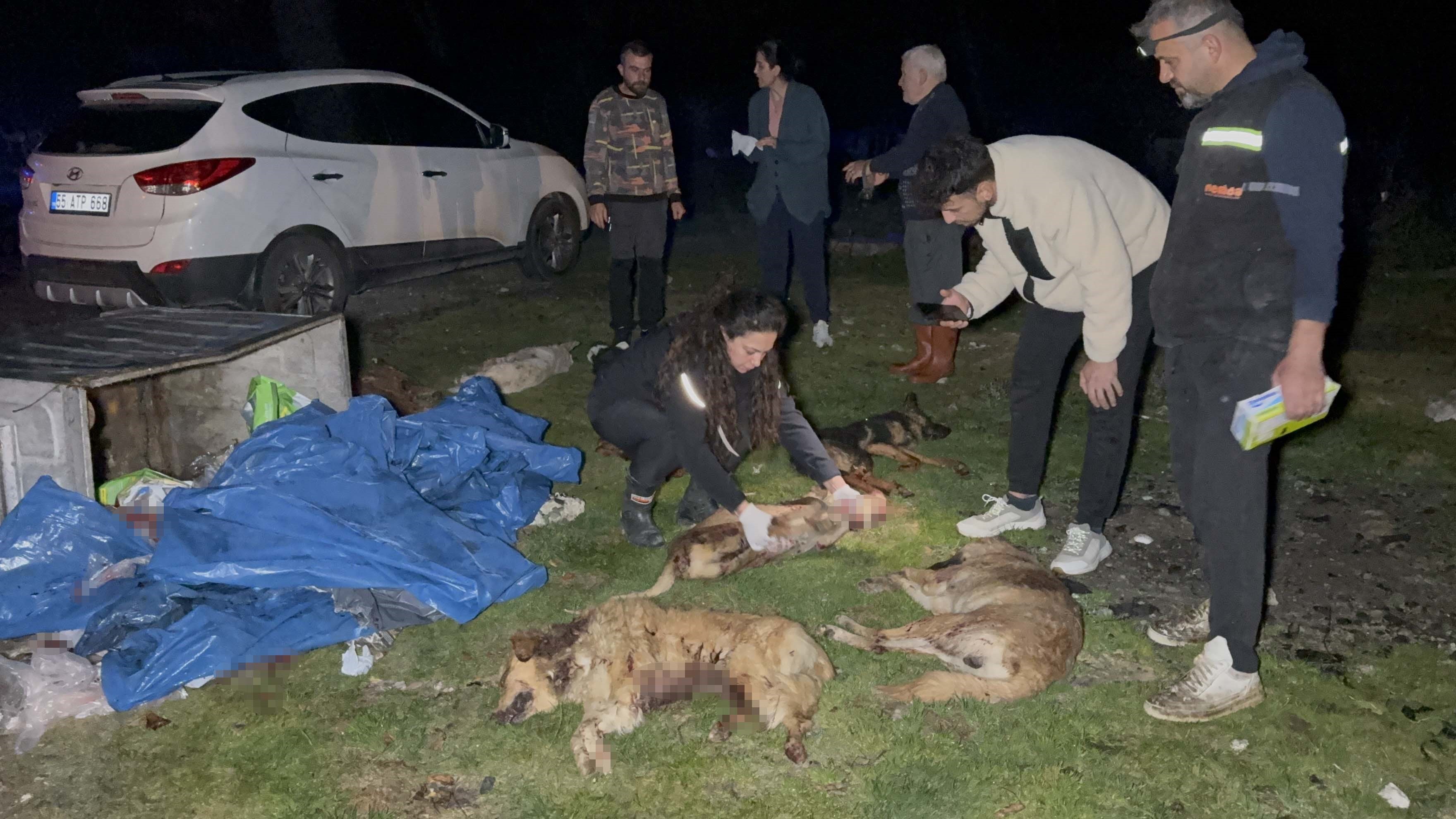 Samsun'da Çöp Konteynerinde 9 Telef Olmuş Köpek Bulundu (1)