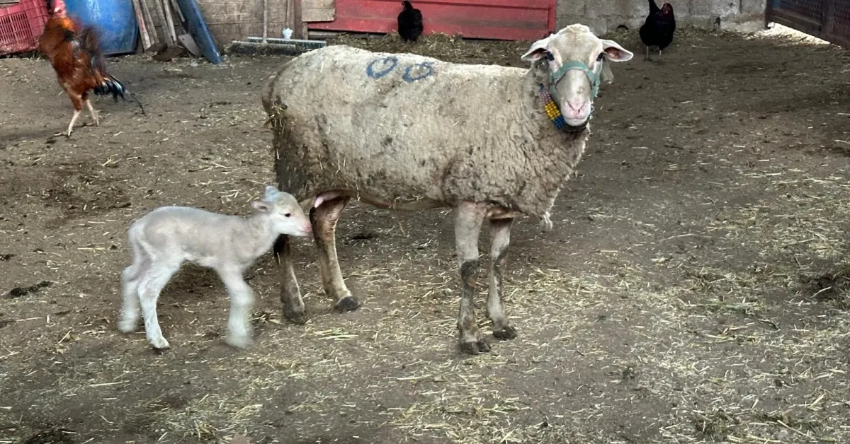 Şap Hastalığında Yanlış Uygulamalara Uyarı Hayvanlara Küflü Domates Vermeyin (2)