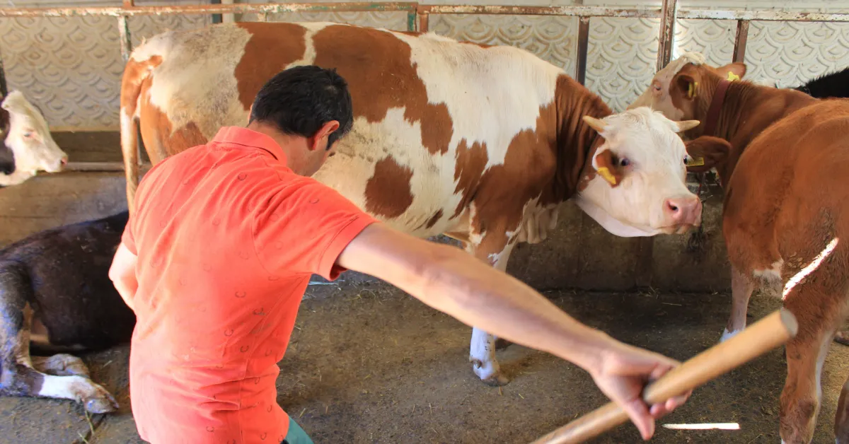 Şap Hastalığında Yanlış Uygulamalara Uyarı Hayvanlara Küflü Domates Vermeyin (4)