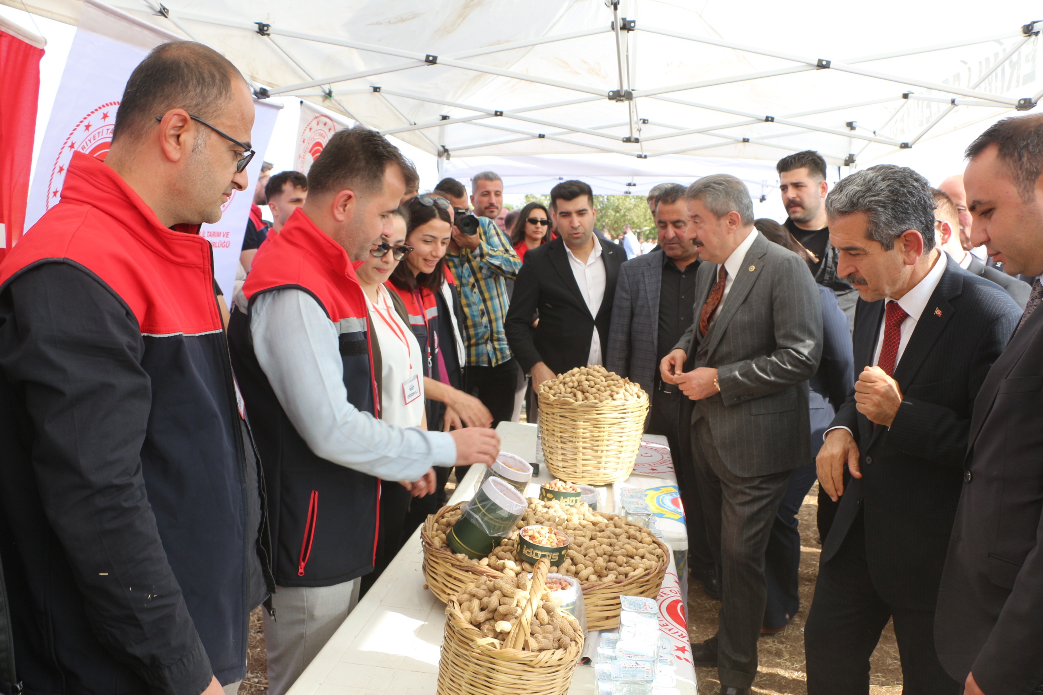 Şırnak'ta 25 Bin Ton Yer Fıstığı Rekoltesi Bekleniyor (2)