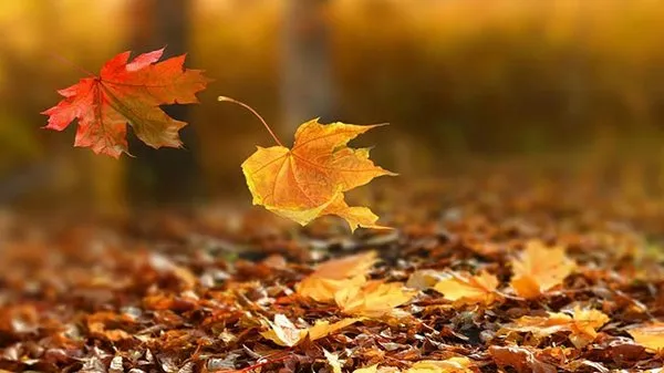 Sonbahar Mutluluk Hormonu Üretimini Azaltıyor (2)