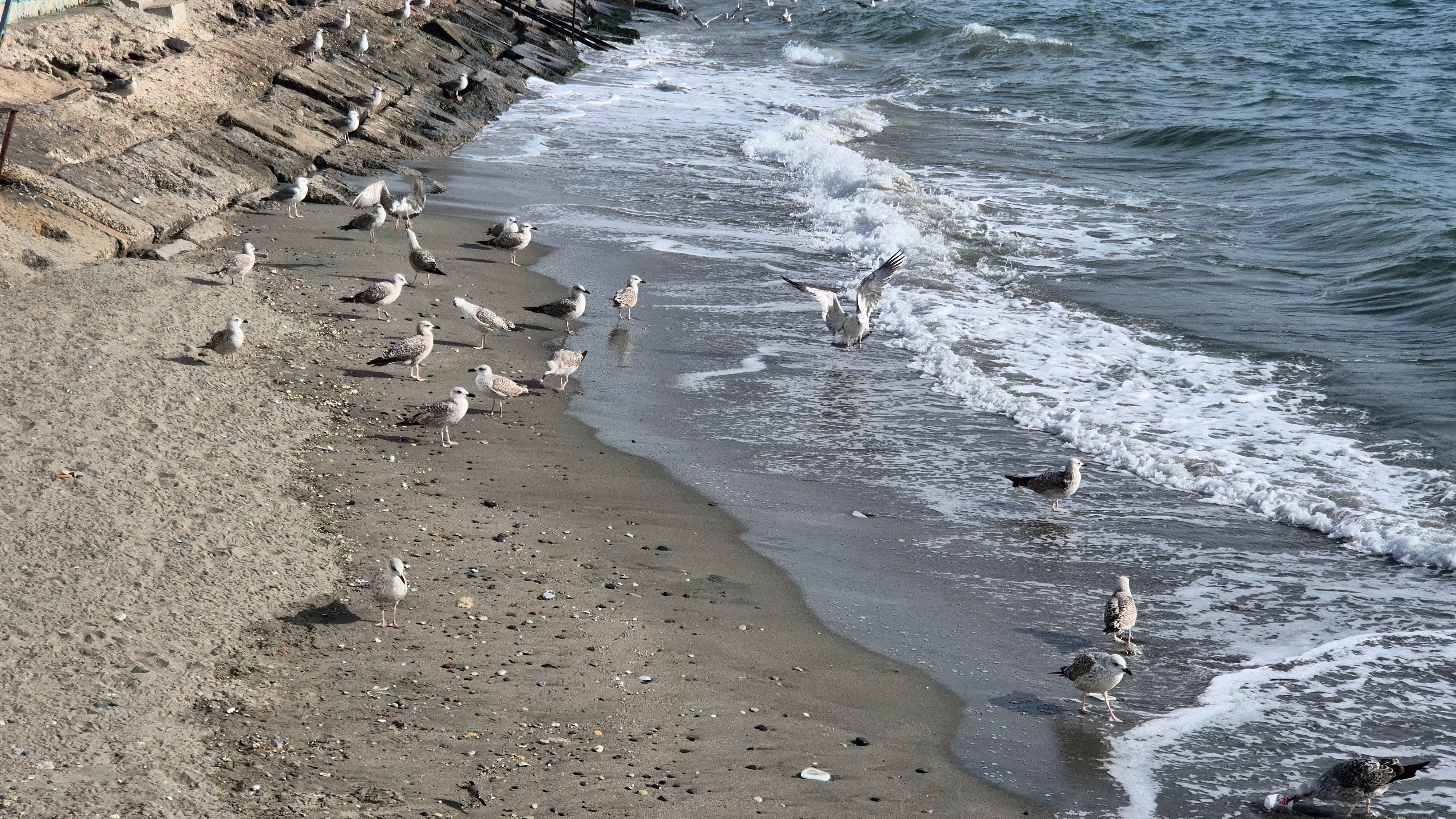 Tekirdağ'da Lodos Fırtınası Balıkçıları Limana Döndürdü (3)