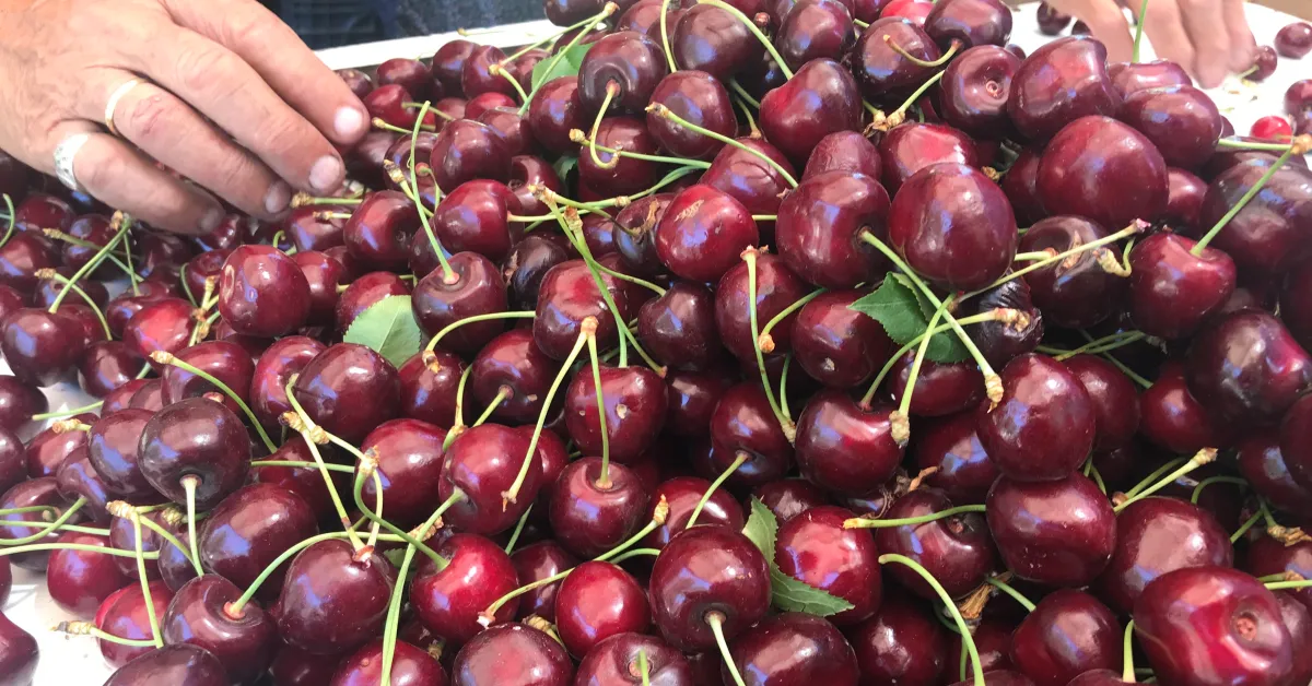 Türkiye Dondurulmuş Gıdada Ihracatta Büyüyor (2)