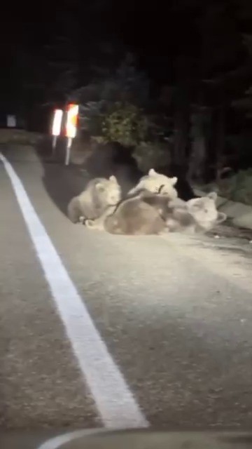 Uludağ Yolunda Anne Ayı 3 Yavrusunu Emzirirken Görüntülendi (1)