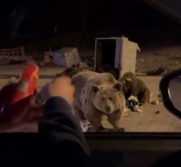 Uludağ’da Ayı Dehşeti! (1)