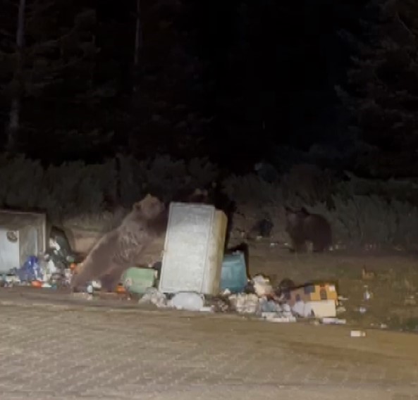 Uludağ’da Ayı Dehşeti! (2)