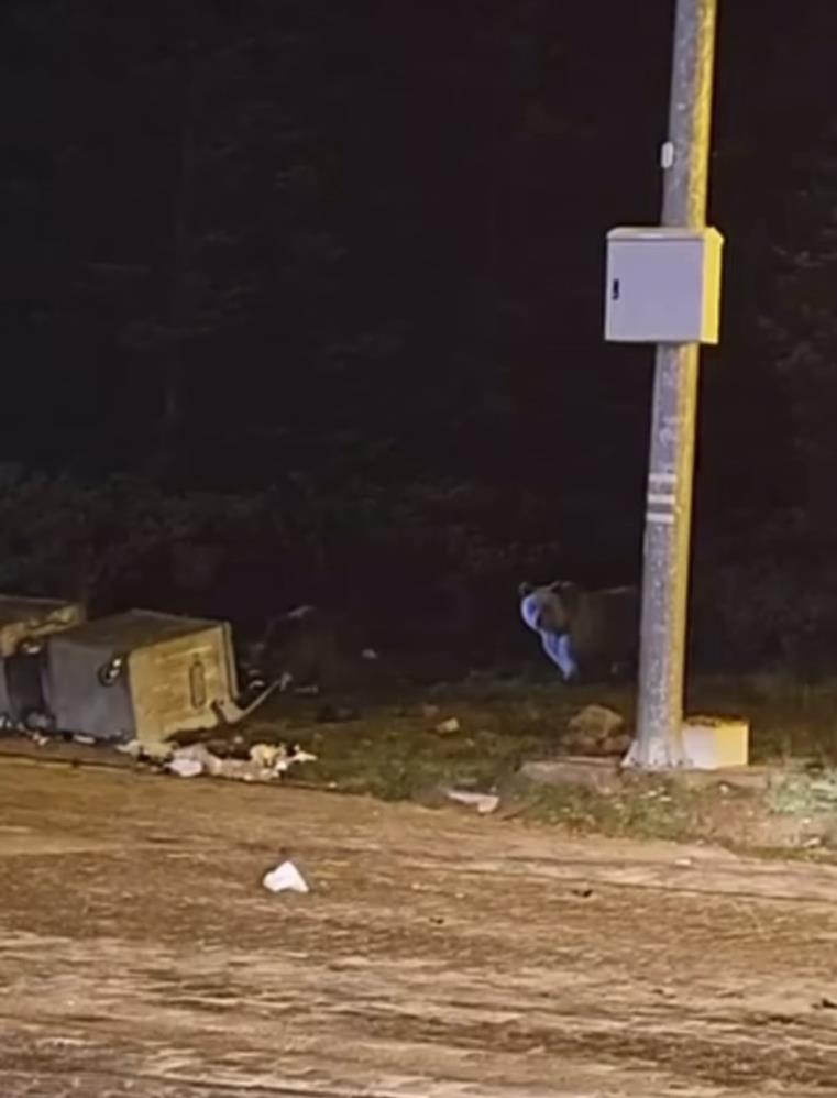 Uludağ’da Kış Uykusuna Yatmayan Ayılar Çöp Konteynerlerini Talan Etti!-1