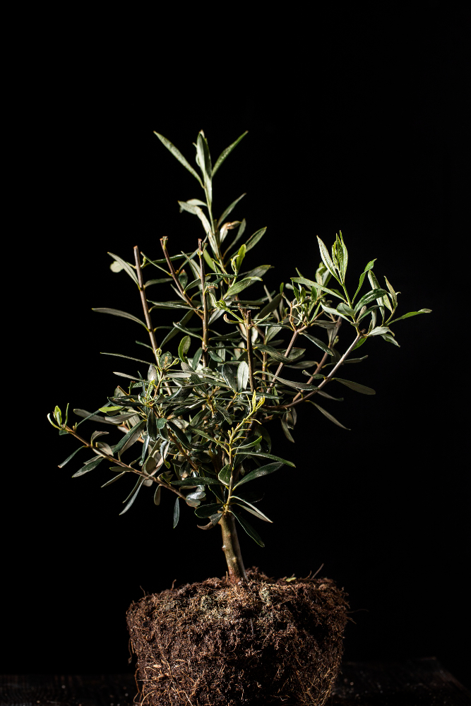 Uluslararası Zeytin Ağacı Günü Gençgazete (11)