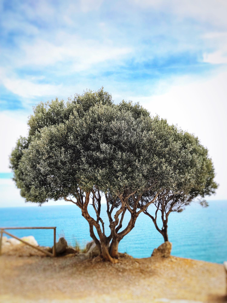 Uluslararası Zeytin Ağacı Günü Gençgazete (17)