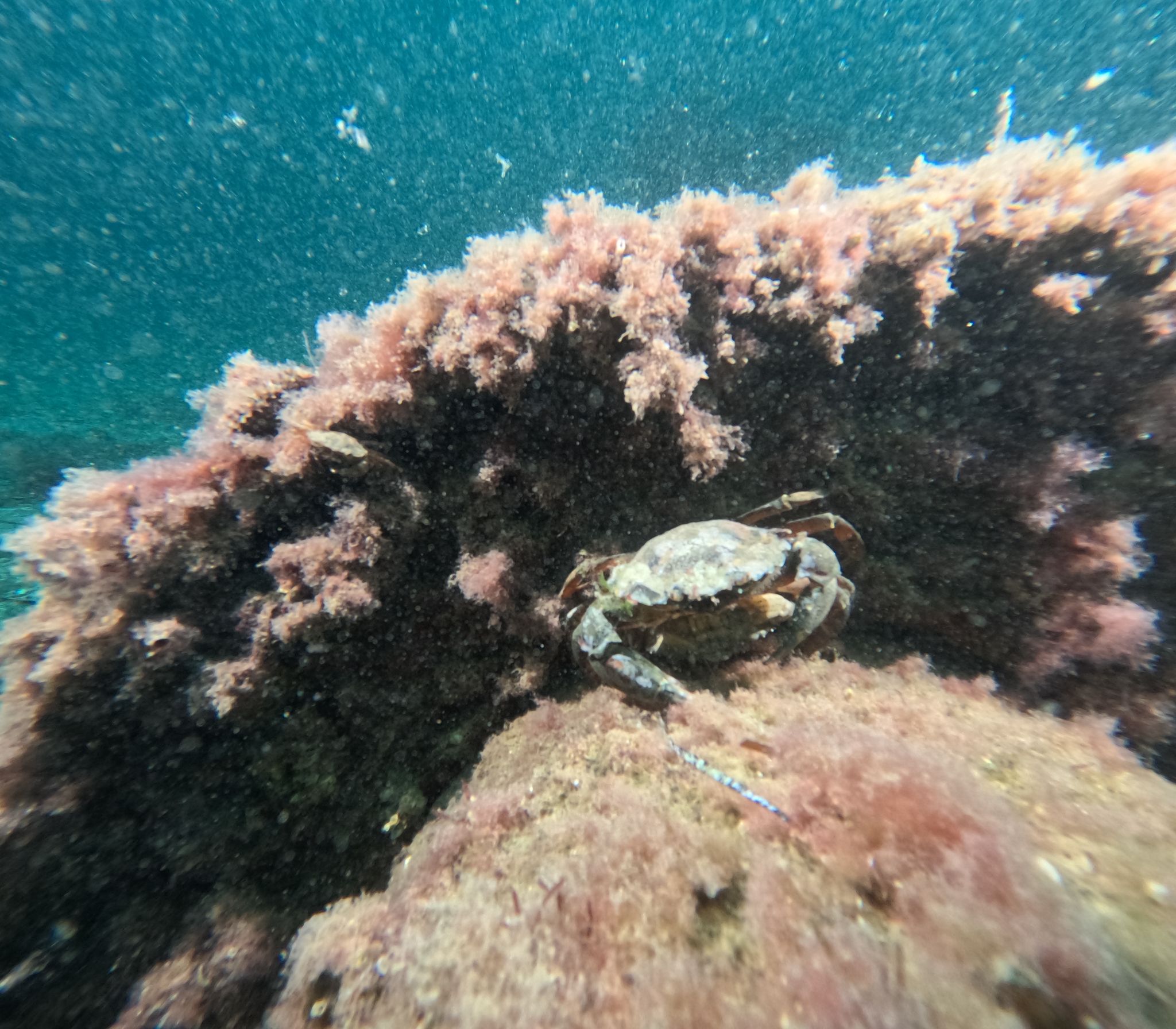 2. Marmara'da Tehlike Büyüyor! 30 Dalışta Kirlilik Tespiti (1)