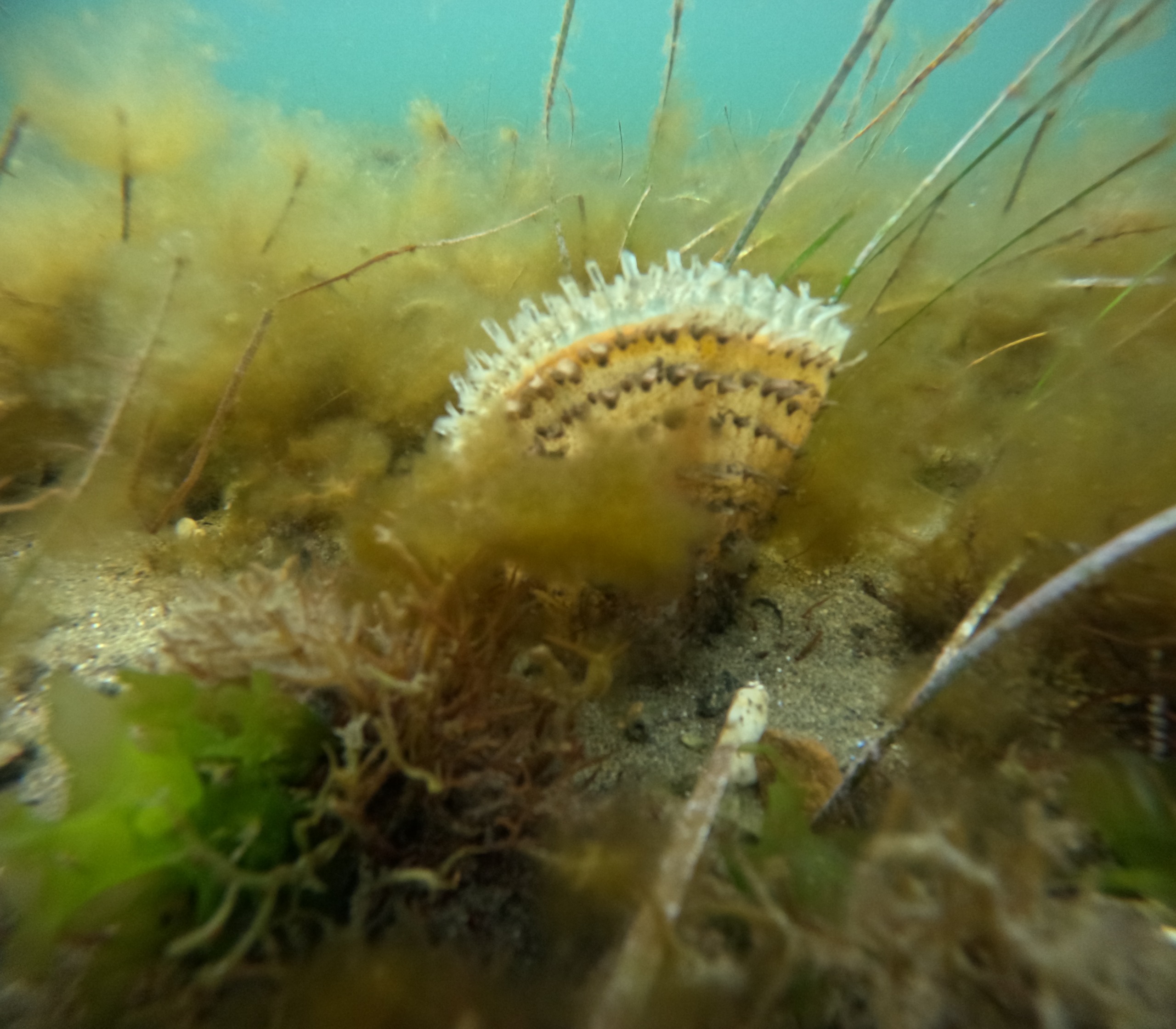 2. Marmara'da Tehlike Büyüyor! 30 Dalışta Kirlilik Tespiti (3)