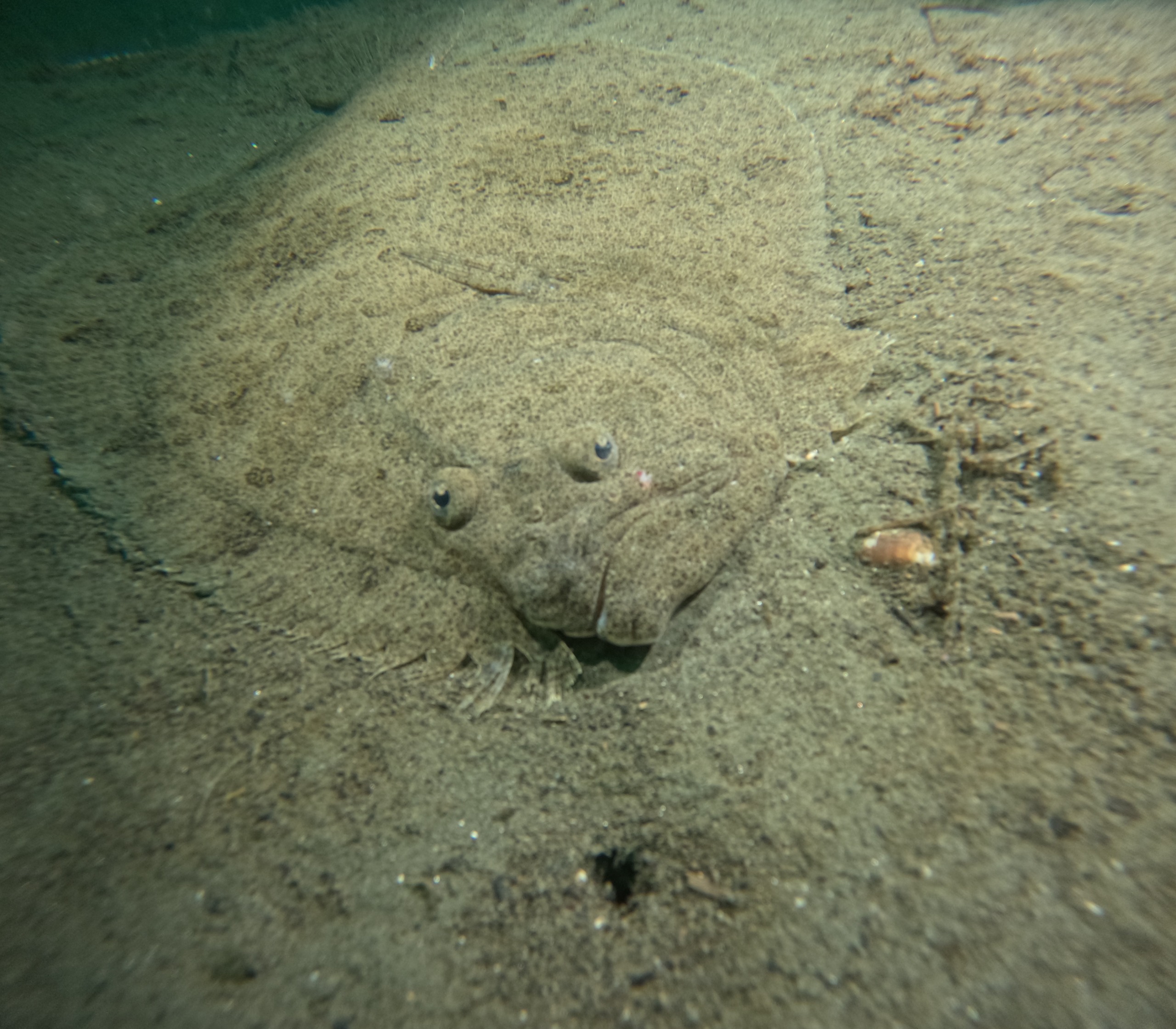 2. Marmara'da Tehlike Büyüyor! 30 Dalışta Kirlilik Tespiti (5)