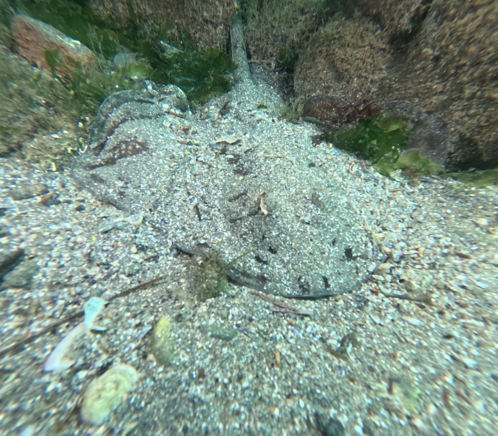 2. Marmara'da Tehlike Büyüyor! 30 Dalışta Kirlilik Tespiti (7)