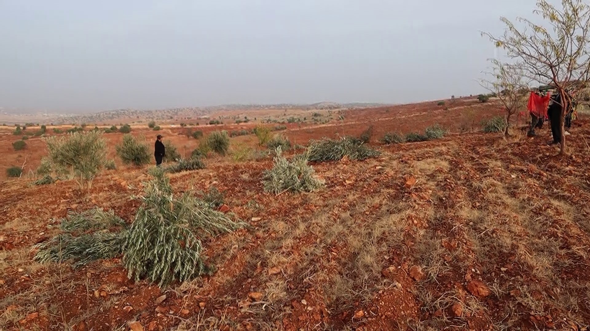 Adıyaman'da 10 Bin Ağaç Kırılarak Yok Edildi (3)