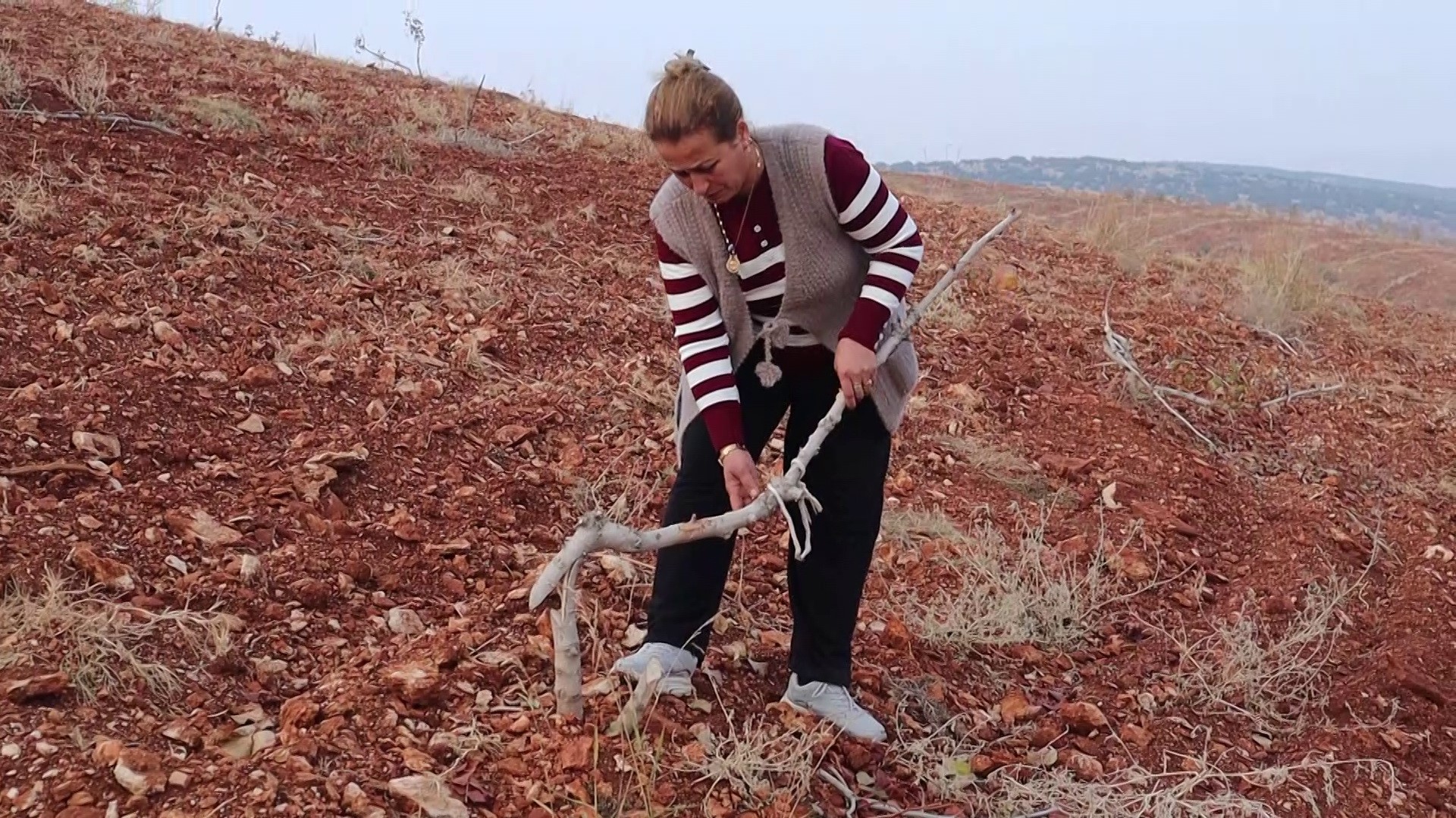 Adıyaman'da 10 Bin Ağaç Kırılarak Yok Edildi (4)