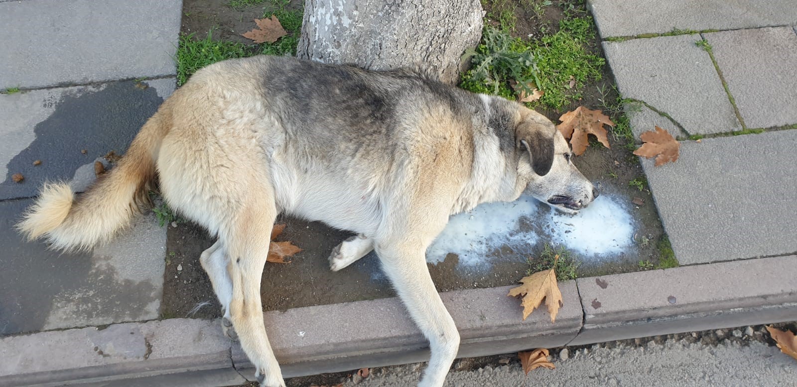 Amasya'da Şehrin Göbeğinde Köpek Ve Kediler Ölü Bulundu (2)
