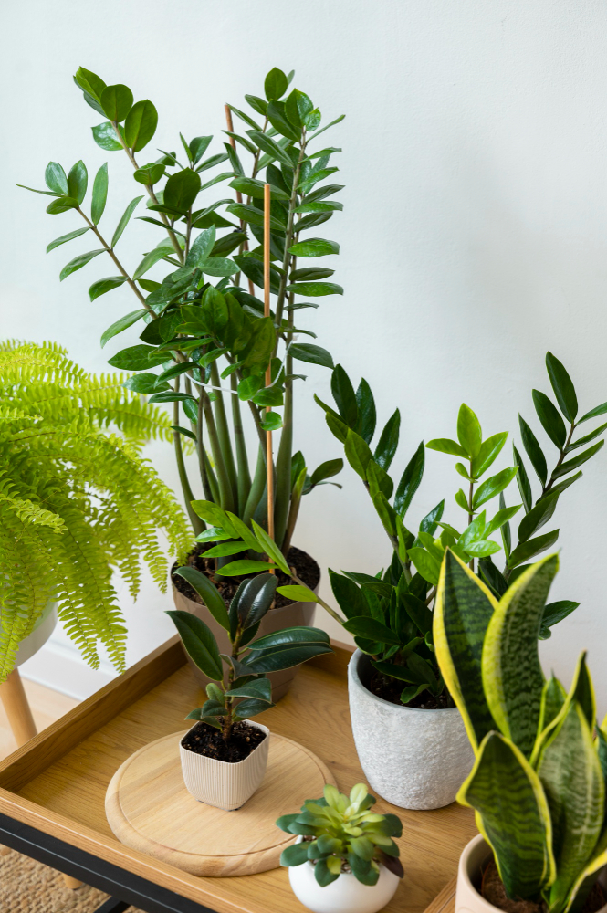 Bitkiler Müziği Duyar Mı Bitkiler Ve Müzik Gençgazete (4)