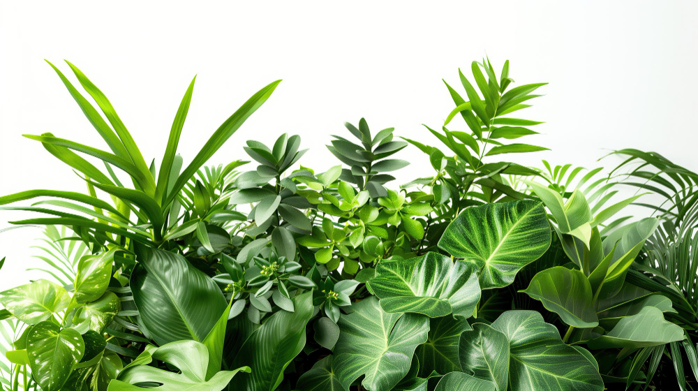 Bitkiler Müziği Duyar Mı Bitkiler Ve Müzik Gençgazete (9)