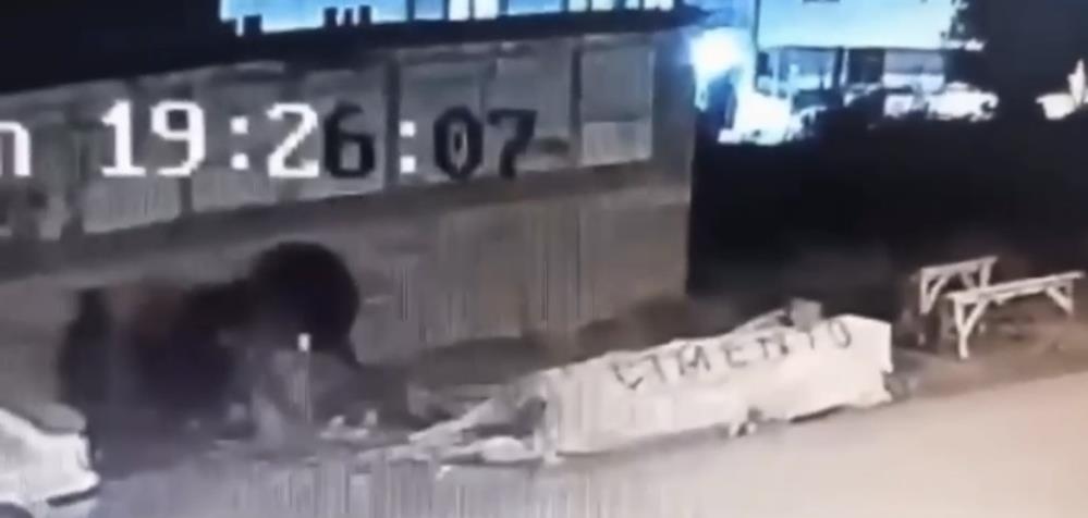 Bursa'da Başıboş Köpek Sokakta Dehşet Saçtı! (1)