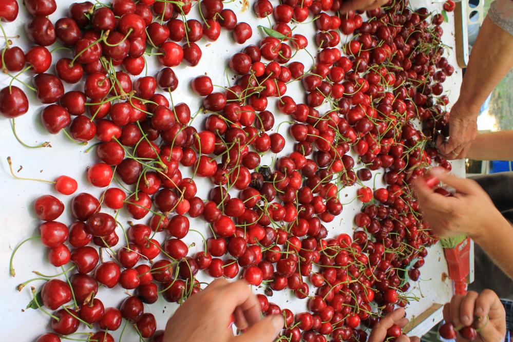 Bursa'da Coğrafi İşaret Bilinirliği Yüzde 78’E Yükseldi! (3)