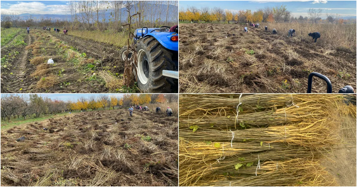 Cerrah’tan Dünyaya Fidan İhracatı Üretim 15 Milyona Ulaştı