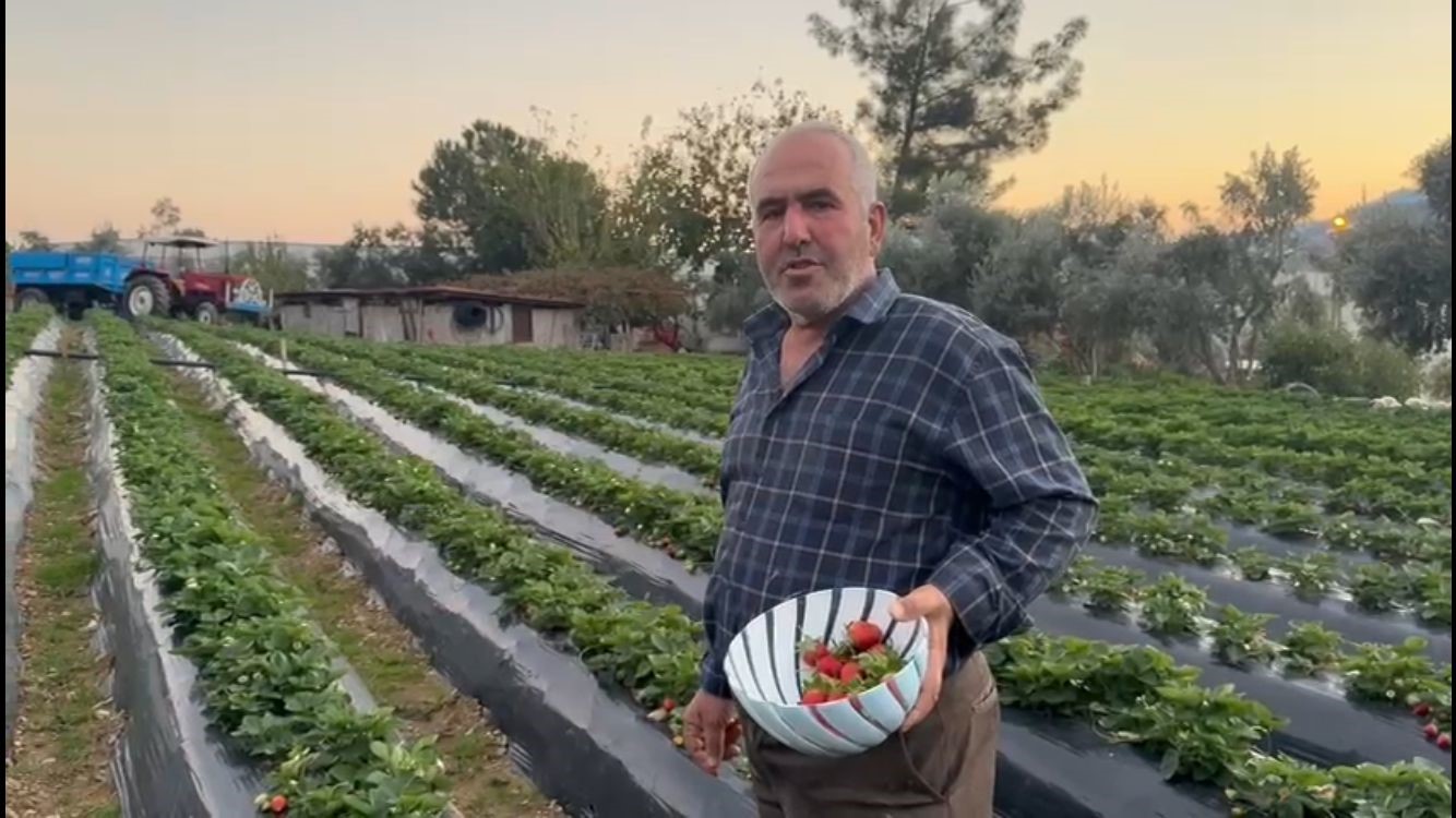 Çilekte Kış Hasadı Başladı (3)