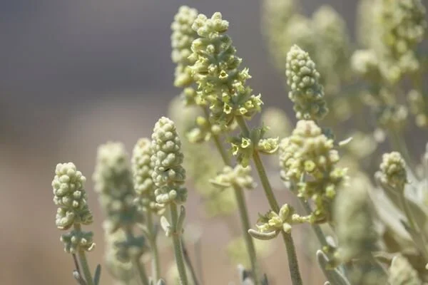 Dağ Çayı Faydaları