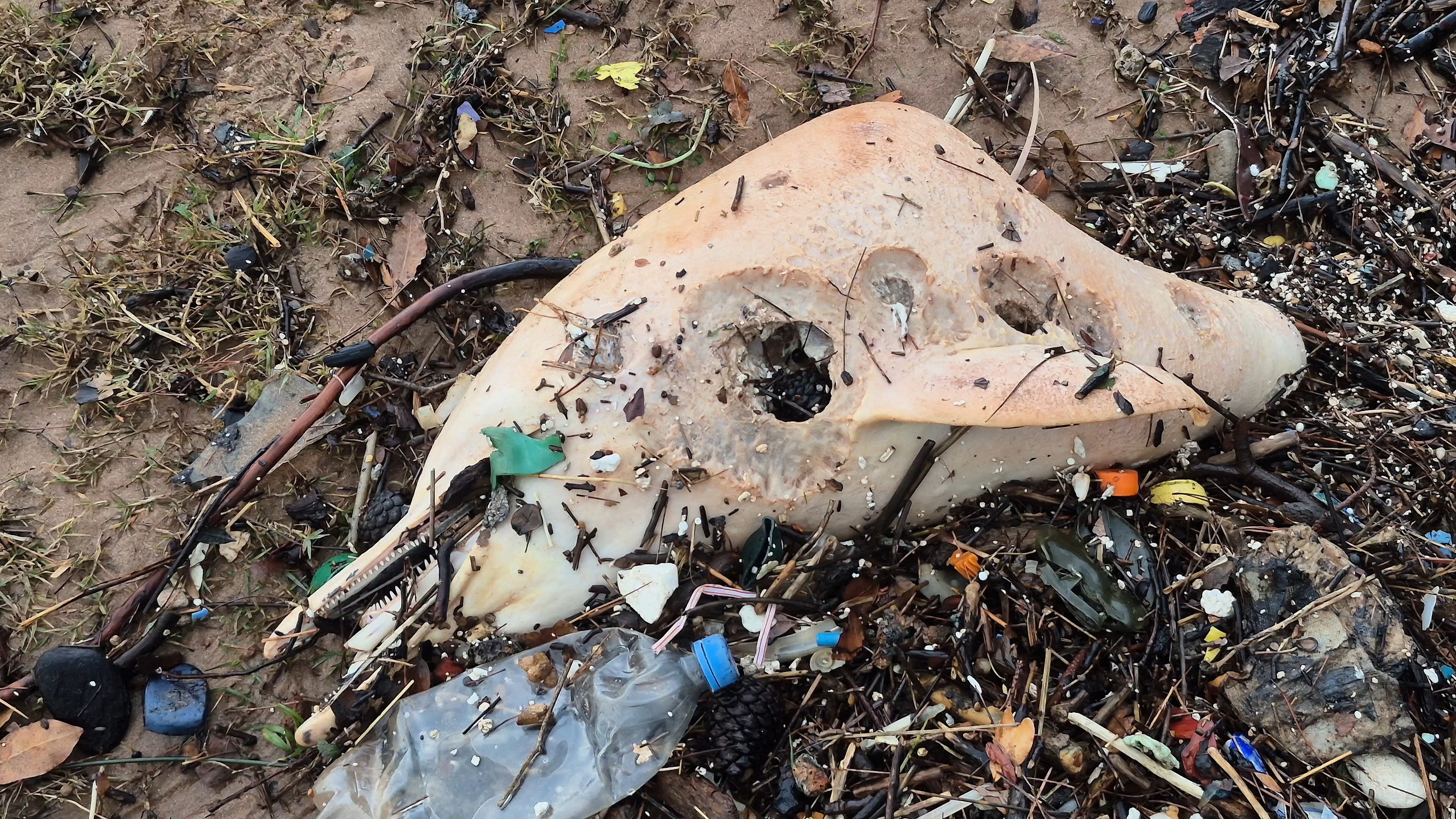 Dev Dalgalar, Ölü Yunus Balığının Kalıntılarını Sahile Sürükledi (1)-1