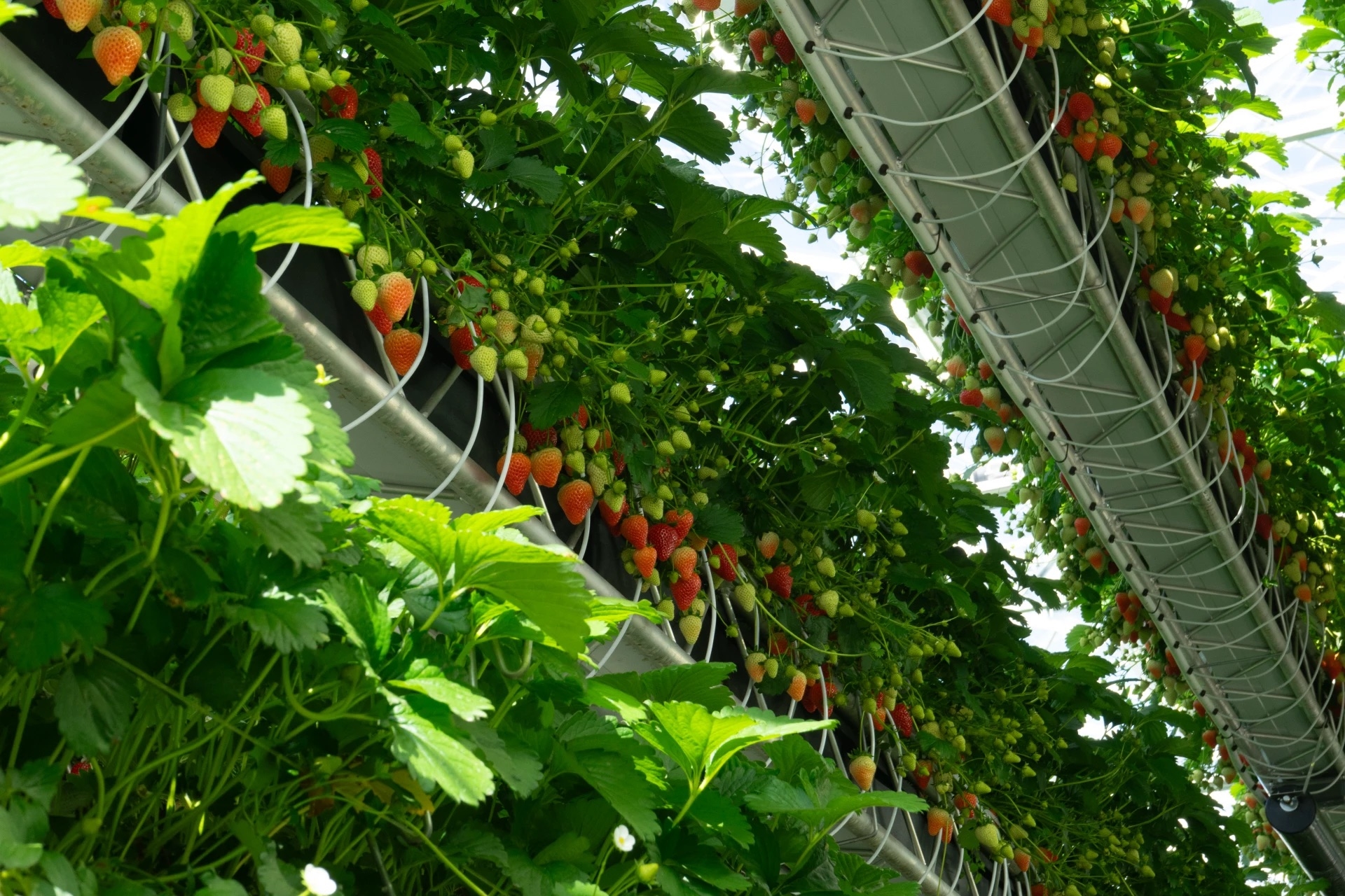 Dyson, Tarımda Dönüşümlü Silindir Sistemiyle Rakiplerini Solladı! (1)