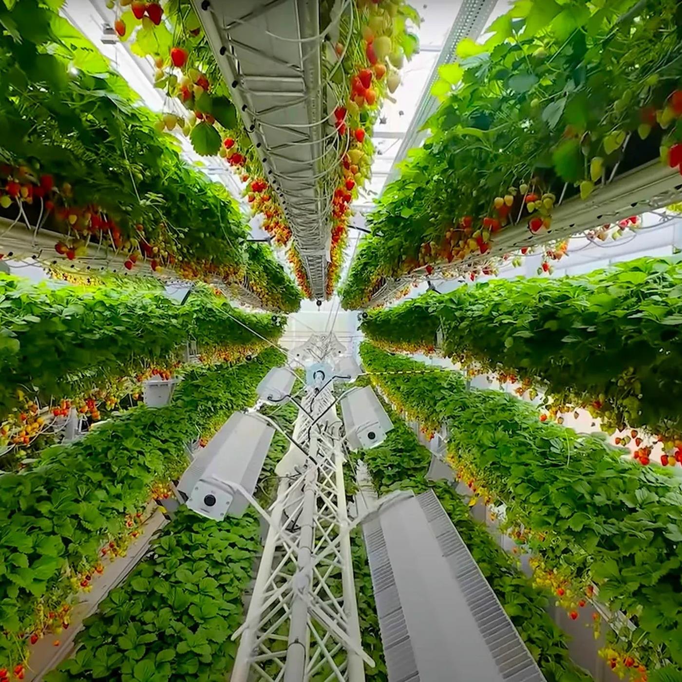 Dyson, Tarımda Dönüşümlü Silindir Sistemiyle Rakiplerini Solladı! (2)