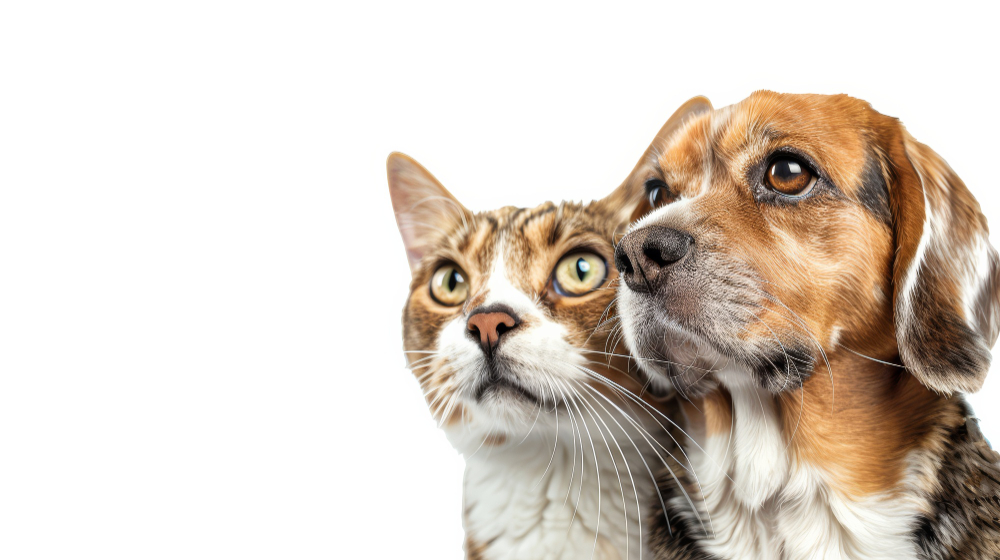 Hayvan Kısırlaştırma Günah Mı Kedi Köpek Kısırlaştırma Ücreti Gençgazete (18)