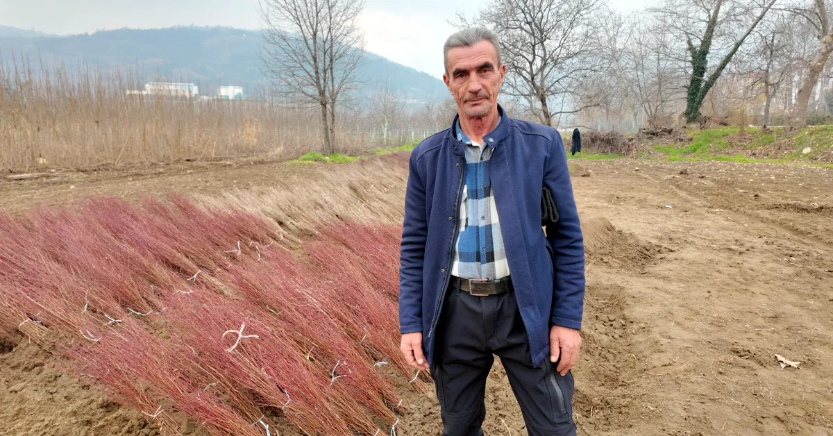 İnegöl Cerrah’tan Dünyaya Fidan İhracatı Üretim 15 Milyona Ulaştı (2)