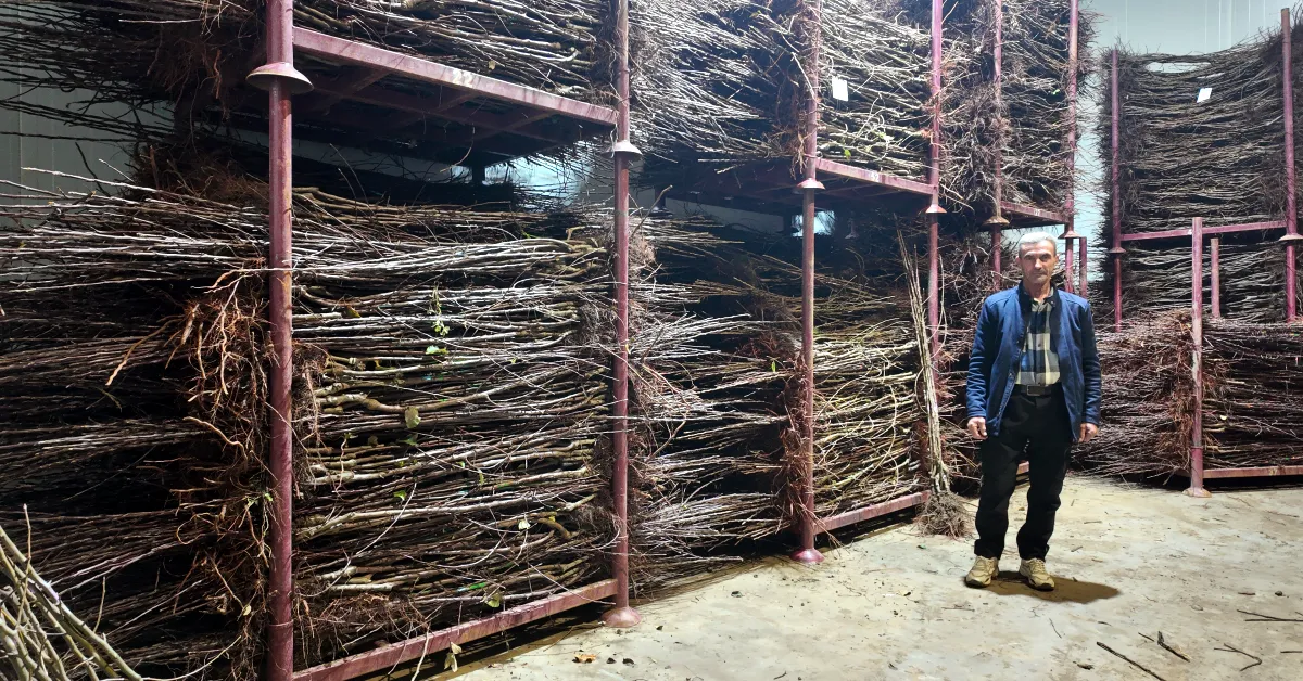 İnegöl Cerrah’tan Dünyaya Fidan İhracatı Üretim 15 Milyona Ulaştı (3)