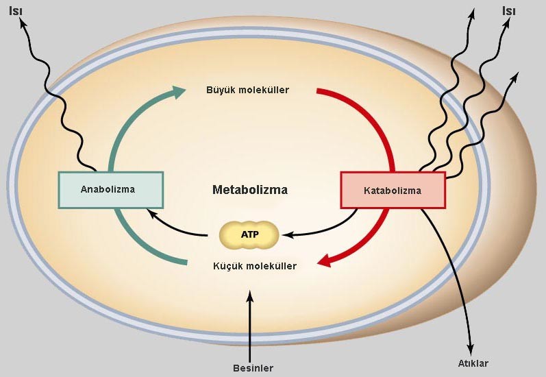 Katabolizma Nedir Vücut Enerjiyi Nasıl Üretiyor, Bu Sürecin Günlük Hayattaki Önemi Ne (1)