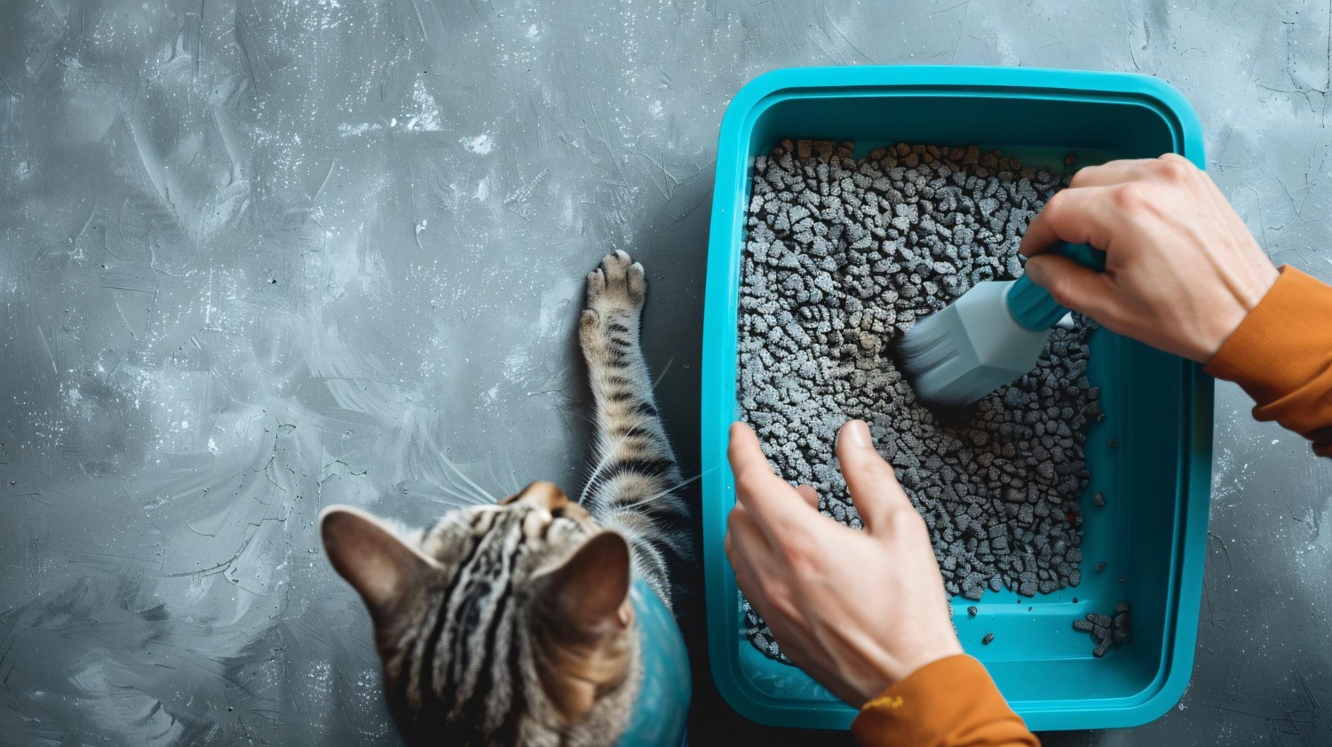 Kedi Tuvaleti Kokusu Nasıl Önlenir (2)