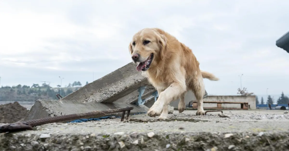 Köpekler Depremi Önceden Hisseder Mi Bilim Ne Diyor (2)