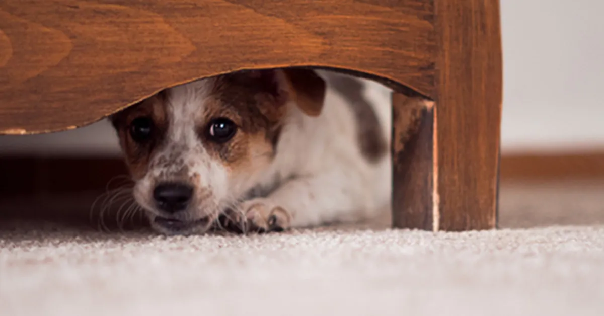 Köpekler Depremi Önceden Hisseder Mi Bilim Ne Diyor (4)