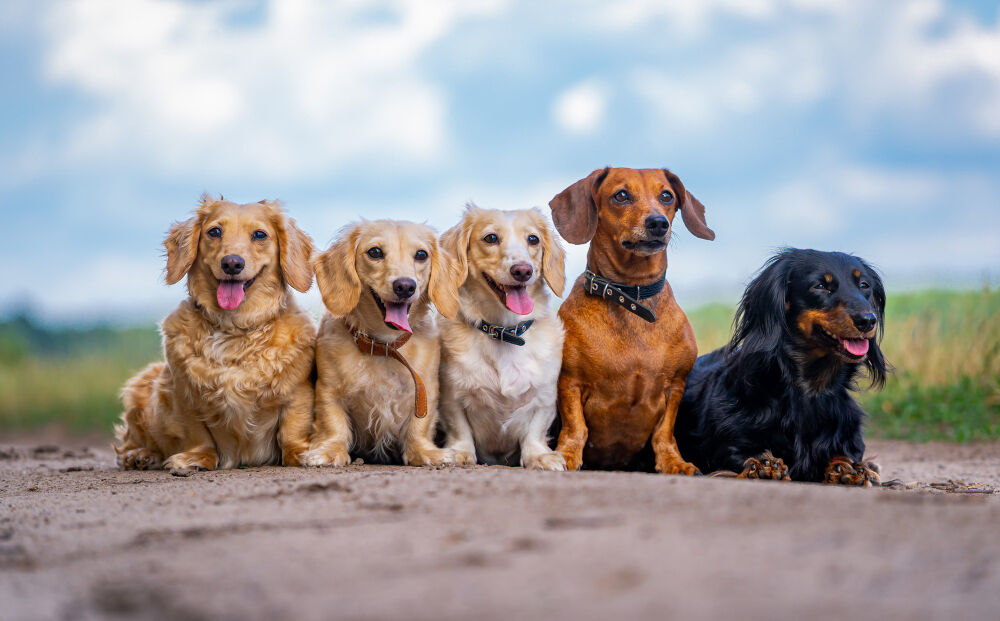 Köpekleri Anlamanın Ve Eğitmenin 10 Etkili Yolu Gençgazete (1)