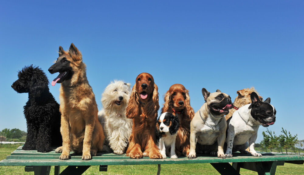 Köpekleri Anlamanın Ve Eğitmenin 10 Etkili Yolu Gençgazete (2)