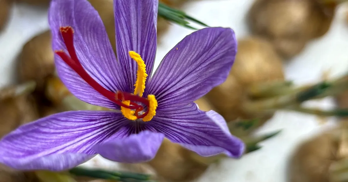 M E S L E G I N D E N V A Z G E C I P S A F R A N U R E T I M I N E B 1060561 314753 Gencgazete