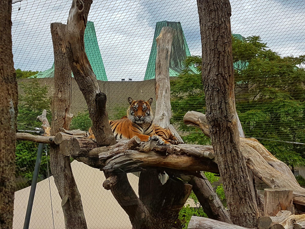 Rüyada Hayvanlar Görmek Hayvanat Bahçesi Gençgazete (2)