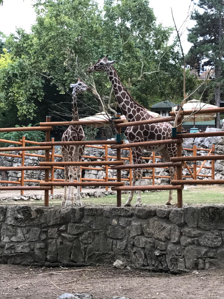 Rüyada Hayvanlar Görmek Hayvanat Bahçesi Gençgazete (3)