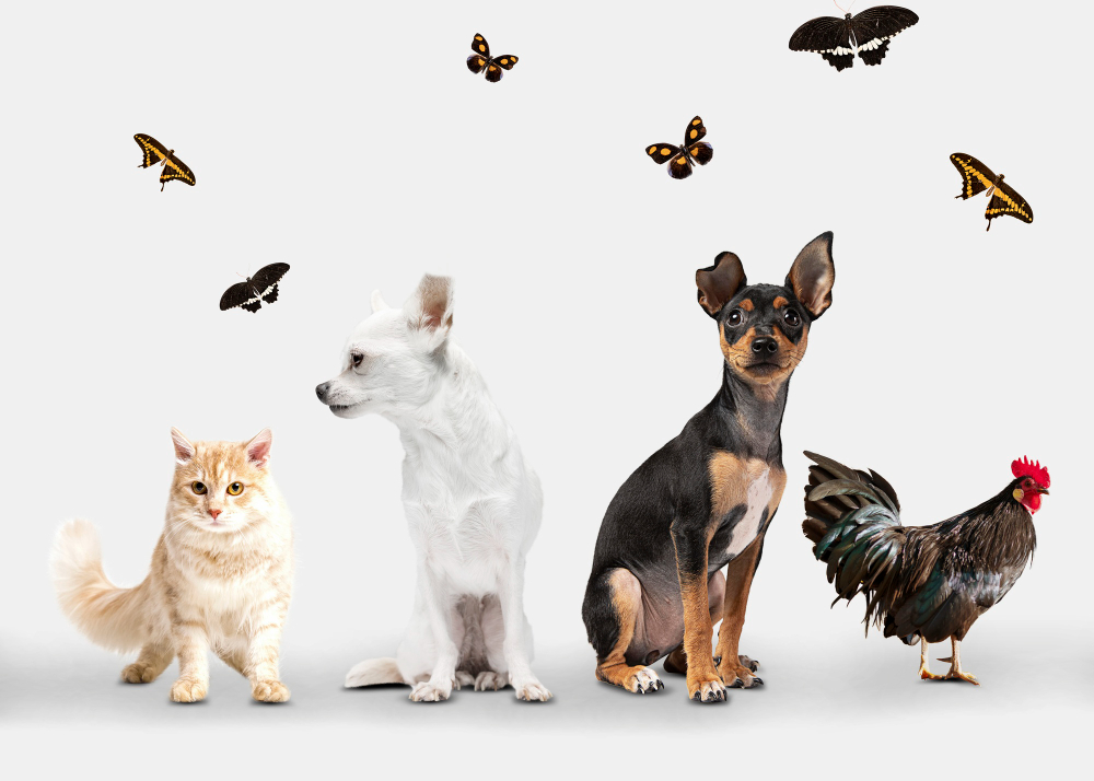 Rüyada Hayvanlar Görmek Hayvanat Bahçesi Gençgazete (4)