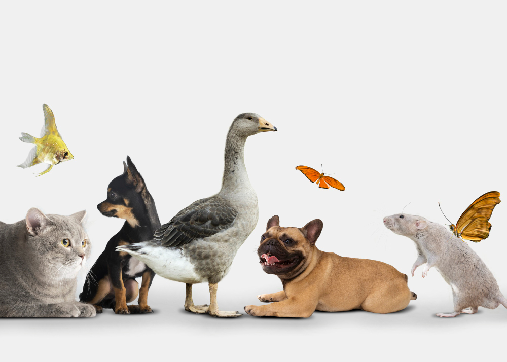 Rüyada Hayvanlar Görmek Hayvanat Bahçesi Gençgazete (5)